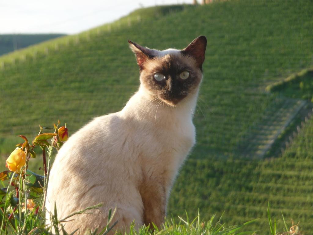Agriturismo Cascina Vrona Villa Monteu Roero ภายนอก รูปภาพ
